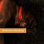 Custom Reflective Dog Collars with Personalized Name & Phone