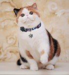 Yizepet Breakaway Cat Collar with Bell, 4-Pack Set