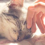 Blue Pet Tent for Cats and Small Animals