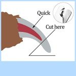 Dog Nail Clippers Kit with Safety Guard and File