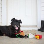 Interactive Nocciola Dog Toys - 3 Pack Plush Burrow