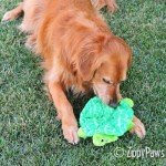 ZippyPaws - 6-Squeaker Plush Dog Toy: Slowpoke Turtle