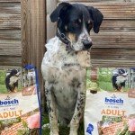 Bosch HPC Adult Chicken & Millet Dog Food 15kg