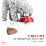 Royal Canin Small Indoor Adult Dog Food 2.5 lb