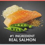 Senior Salmon & Brown Rice Dog Food, 8 lbs