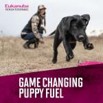 Eukanuba Puppy Pro Dry Dog Food, 4 lb