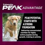 Eukanuba Puppy Pro Dry Dog Food, 4 lb