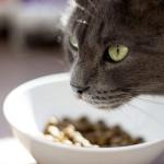 Venandi Premium Grain-Free Cat Food with Duck 1.5kg