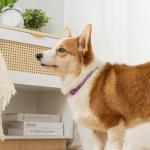 Natural Adjustable Dog Repellent Collar - Purple