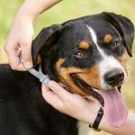 Beaphar Canishield Flea Collar for Large Dogs