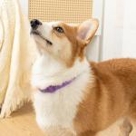 Natural Adjustable Dog Repellent Collar - Purple