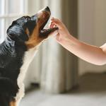 Beaphar WORMclear Tablets for Dogs - 4 Pork-Flavoured