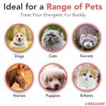 Salmon Oil for Healthy Pets - Omega Fatty Acids