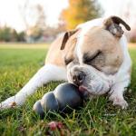 KONG Extreme Dog Toy for Heavy Chewers
