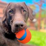 Chuckit! Ultra Tumbler Dog Ball for Fetch Fun