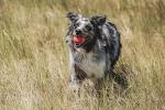 Chuckit! Ultra Medium High Bounce Dog Ball