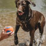 ChuckIt! Ultra Ball for Big Dogs, Durable Rubber
