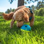 Outward Hound Nina Ottosson Beginner Dog Puzzle Toy