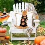 Cute Pumpkin Halloween Sweater for Small Pets