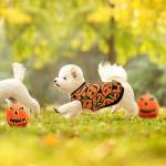 Halloween Dog Shirts 4 Pack for Medium Large Dogs
