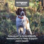 Nutramax Dasuquin MSM Chewables for Small Dogs