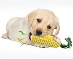 Carllg Indestructible Dog Chew Toy Squeaky Interactive Stick