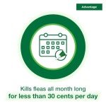 Advantage Flea Treatment for Large Cats | 2 Months