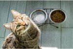 Van Ness Raised Double Dish Feeder for Cats and Dogs