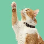 Rachael Ray Nutrish Indoor Complete Premium Cat Food