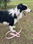 Pink Vegan Leather Dog Collar and Leash Set