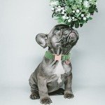 Green Cotton Dog Collar & Leash for Dogs