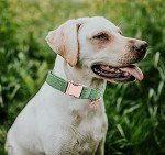 Green Cotton Dog Collar & Leash for Dogs