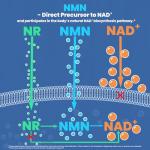 Florvay NMN NAD Supplement with Resveratrol - 1230mg