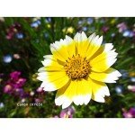 Canon IXY 650 Compact Digital Camera - Black