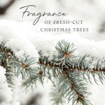 Thymes Frasier Fir Luxury Scented Candle 16 Oz