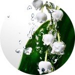 DAVIDOFF Cool Water Floral Gift Set for Women