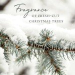 Thymes Frasier Fir Medium Scented Candle 20oz