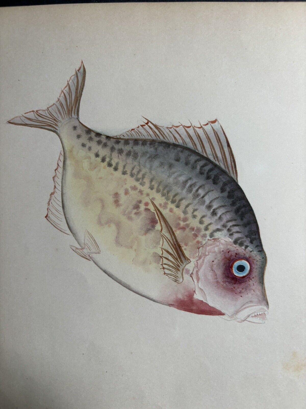 Early 1900's Japanese Watercolor Fish Painting