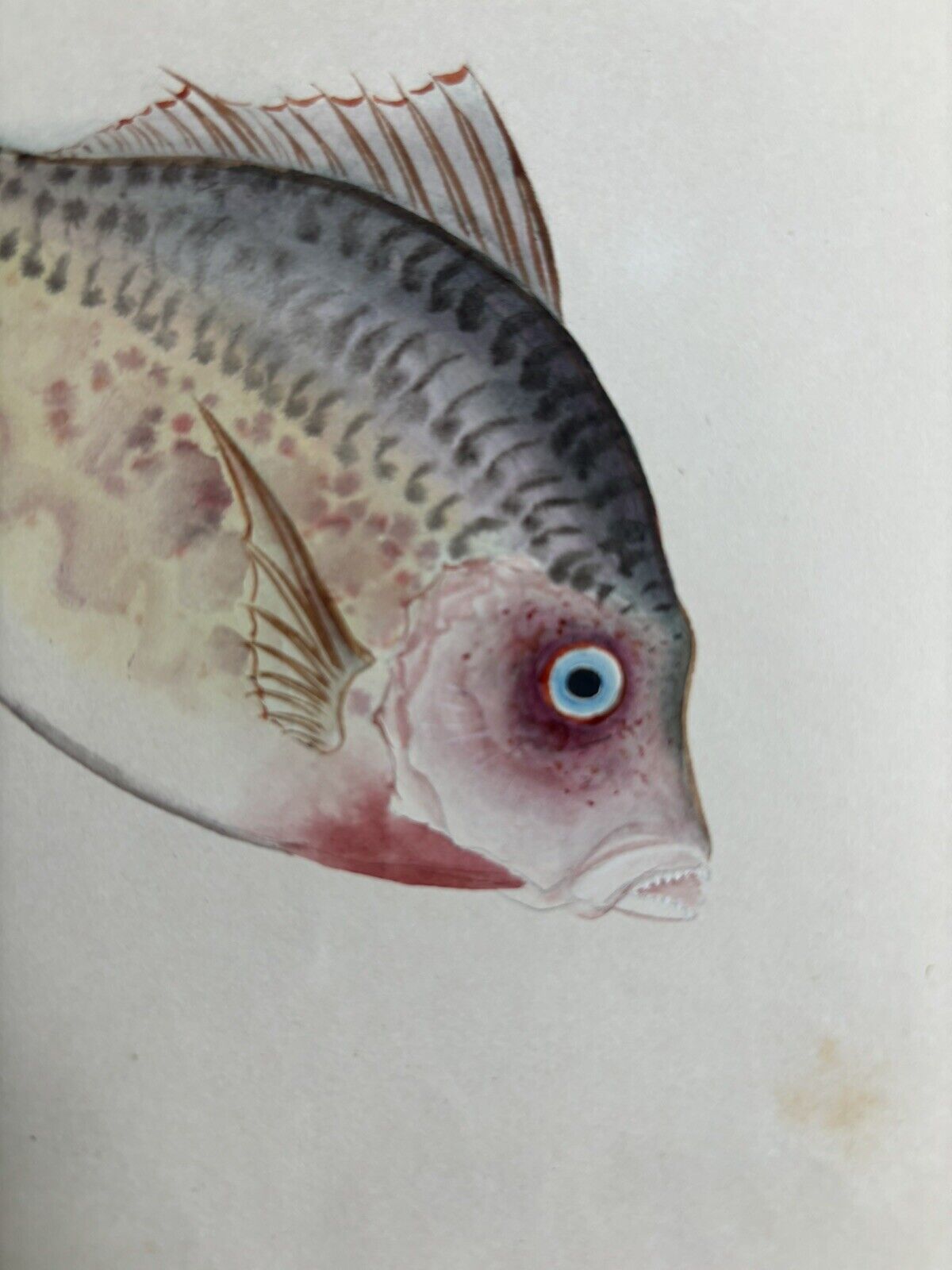 Early 1900's Japanese Watercolor Fish Painting