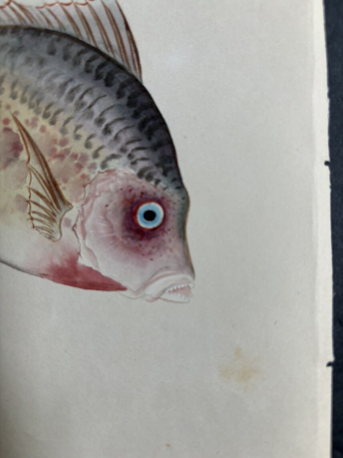 Early 1900's Japanese Watercolor Fish Painting