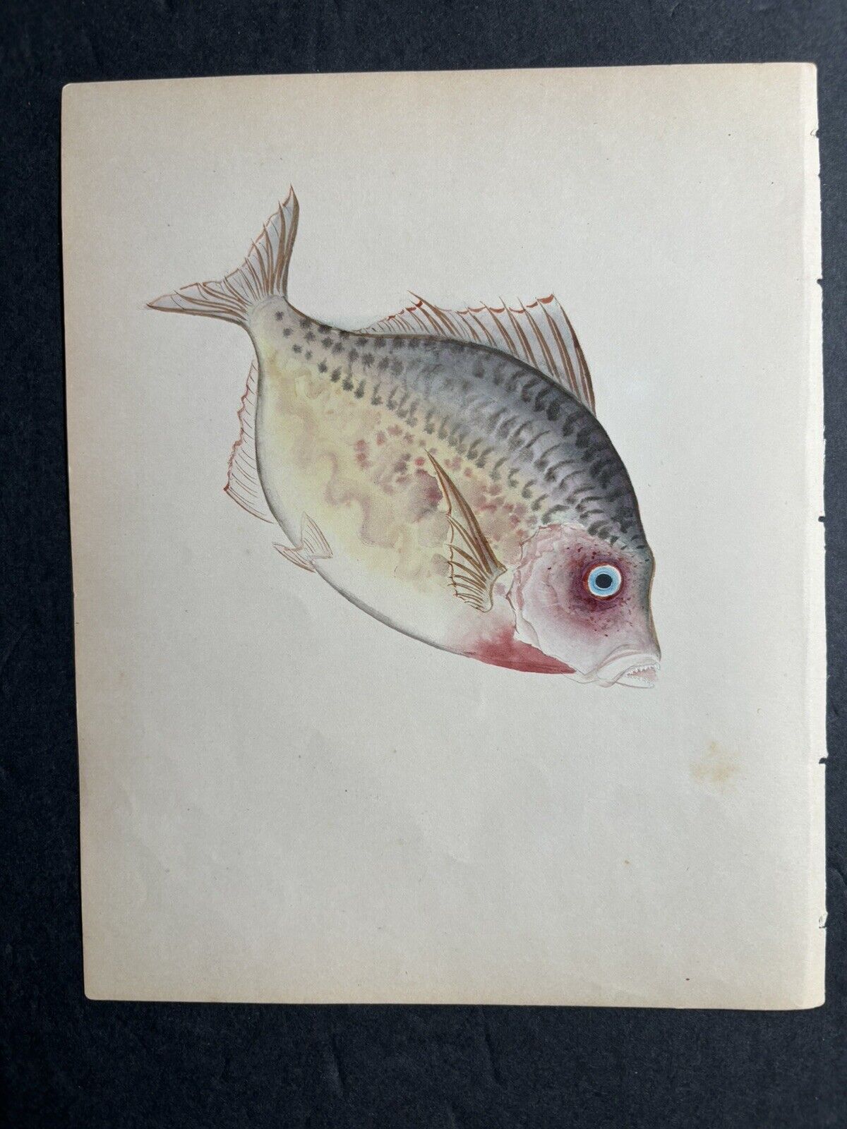 Early 1900's Japanese Watercolor Fish Painting