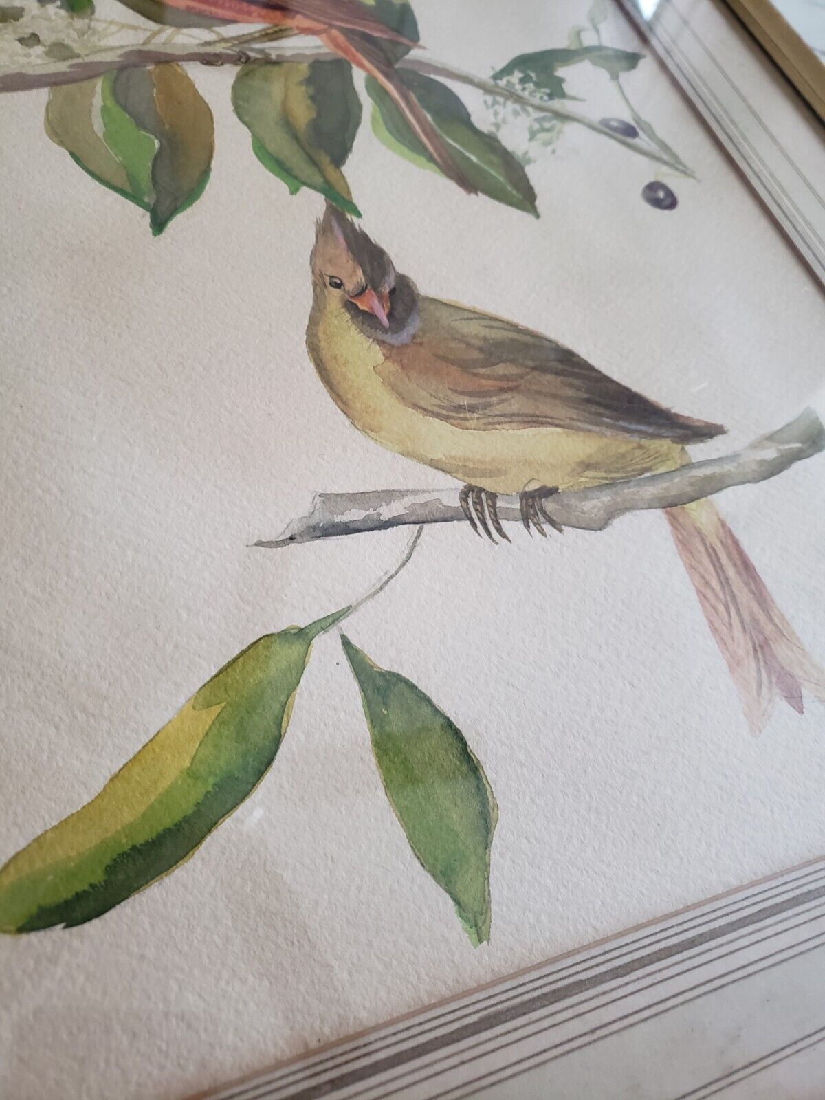 1900s Watercolor Painting of Cardinal Bird - 21x27