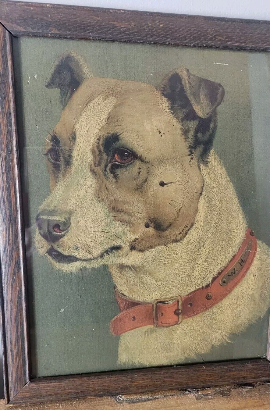 1800s Staffordshire Terrier Pitbull Dog Print 12" Ink
