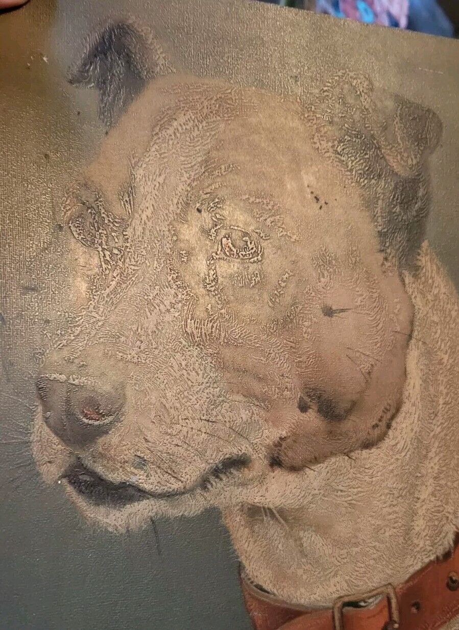1800s Staffordshire Terrier Pitbull Dog Print 12" Ink