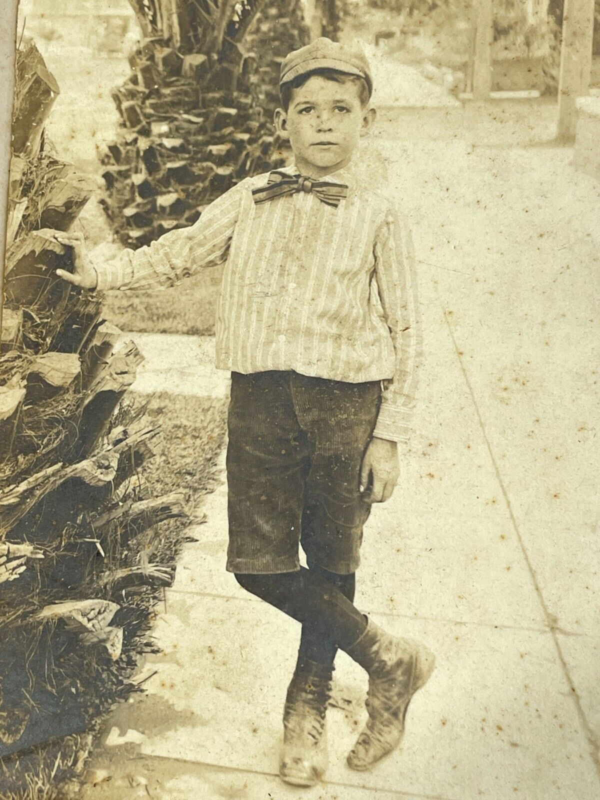 Vintage LA Boy Cabinet Card Photo w/ Palm Trees