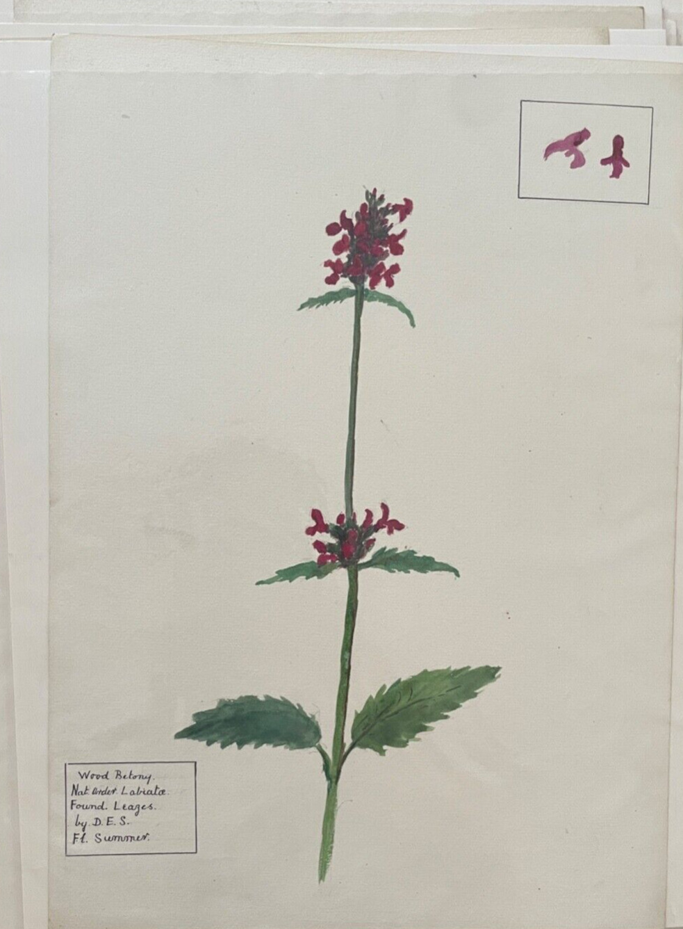 1800's Collection of 16 Original Watercolor Flower Paintings
