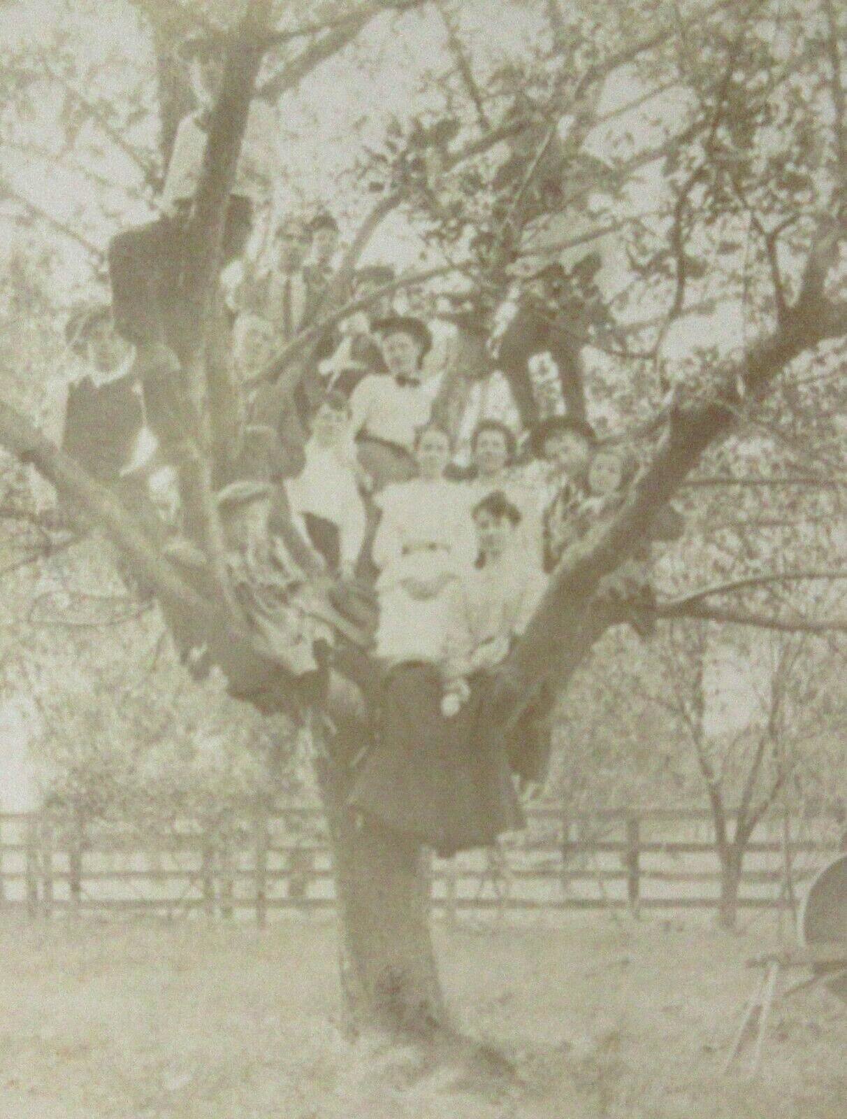 Vintage Family Reunion Cabinet Photo in Woods 1900-20s