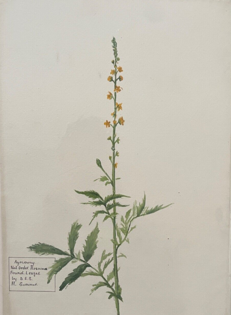 1800's Collection of 16 Original Watercolor Flower Paintings