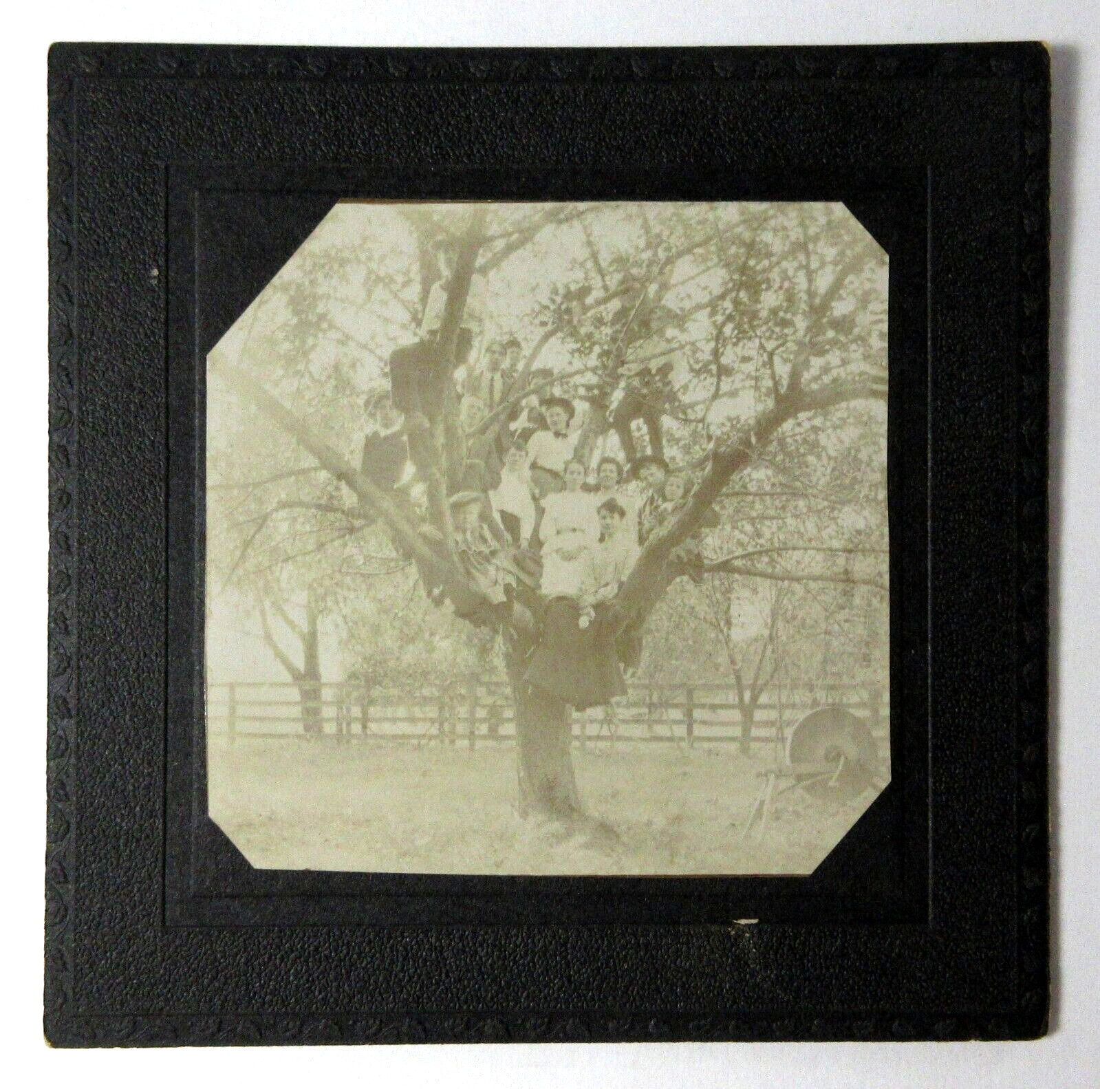 Vintage Family Reunion Cabinet Photo in Woods 1900-20s