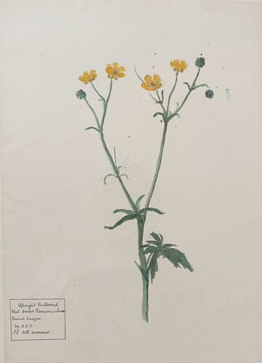 1800's Collection of 16 Original Watercolor Flower Paintings